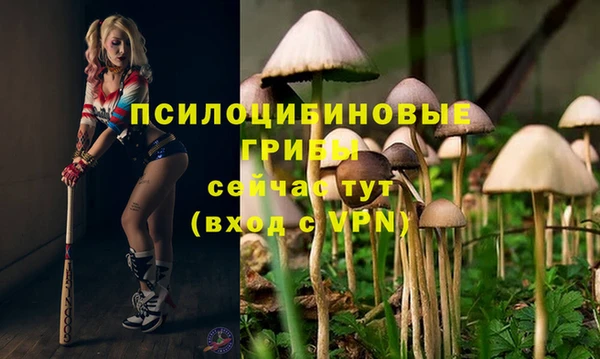 крисы Алзамай